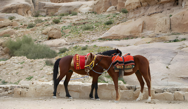 Horseback riding at the Agafay Desert