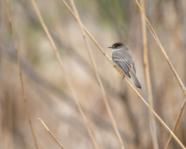 Bird Watching in the Atlas Mountains