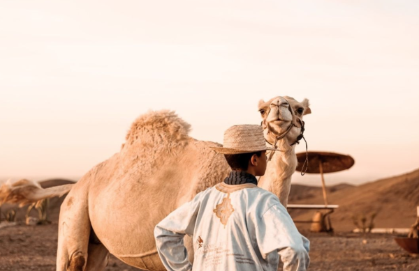 Desert Adventure and Dinner in Agafay